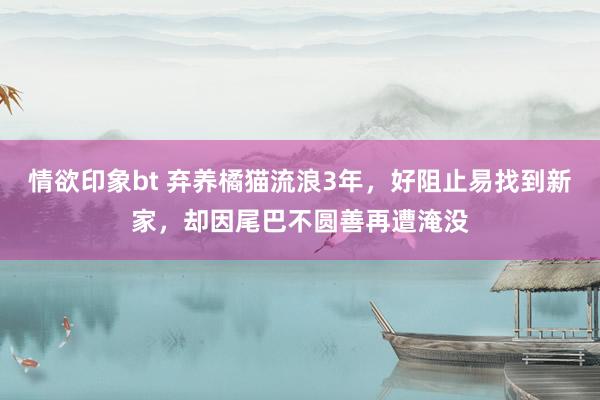 情欲印象bt 弃养橘猫流浪3年，好阻止易找到新家，却因尾巴不圆善再遭淹没