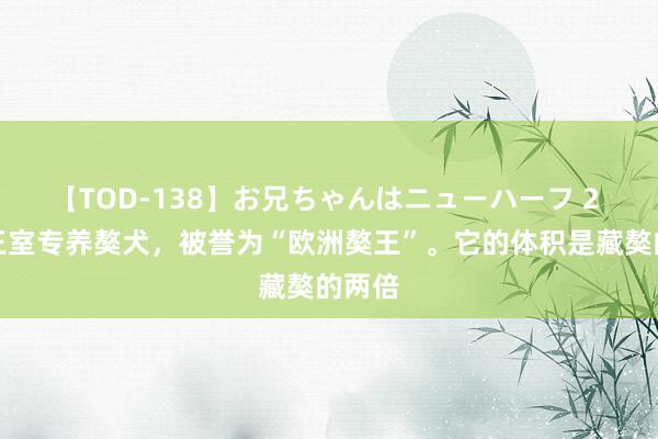 【TOD-138】お兄ちゃんはニューハーフ 2 欧洲王室专养獒犬，被誉为“欧洲獒王”。它的体积是藏獒的两倍